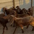 جفار قبرصيات