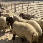 ذبايح نعيم هرفي بلدي