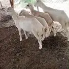 رخال
