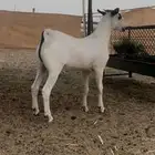 مشروع بيشي