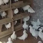 حمام فرنسي للبيع