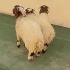 طليان نعيم الريآض حي الشفآء آي مكان في ذبح باقي ثلاثه