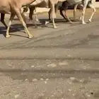 الذود العدد 14