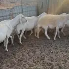 ضان ولد ومضاريع