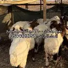 الرياض
