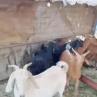 معزا مضاريع