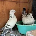 للبيع حمام زاجل فاتح