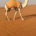 بكره وضحاء رمانيه