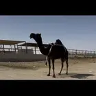 عشرا سليمه العذاريب ولا عليها سوم الموقع الاحساء.
