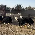 رخال نجد تم البيع
