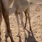 لبيع القعود طيب أطيب من التصوير
