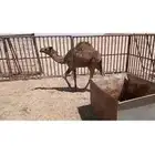 للبيع اثنين حشو عمار خمس اشهر فل الفل شحم