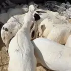 سواكني مرابي 4 شهور
