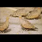 قطا للبيع اجوز 150