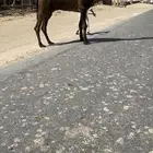 للبيع اصفر طيب جدا فحل .