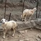 خروف للبيع