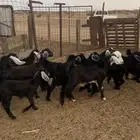 تيوس وجفار طيبة