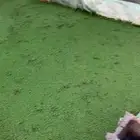 ازولا