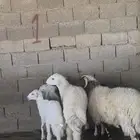 ذبايح بلدي نعيمي حري نجدي الخرج