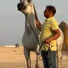 فرس واهو فاخره جمال