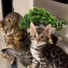 قطط بنغال للبيع مستوى اكثر من قوي ماشاء الله