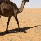 مفروده شعلا كفوو