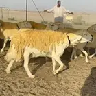 غنم حرية حرش جروم ورقاب نقوة مراح