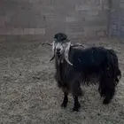 تيس فحل عارضي صنف ومشروط