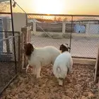 خرفان نعيم فاخررره
