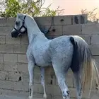 حصان واهو