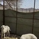 طليان تربيه