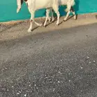 فحل وعنز حجازيات