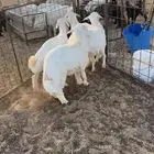طليان جذعان مقفله شحم