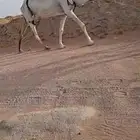 ضروبه سديس