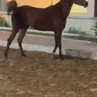 خيل