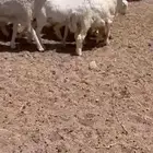 للبيع طلين حريه
