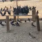 حمام بلدي