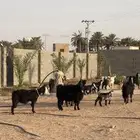 معزا العداد6تحت 9