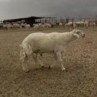 ثني فحل مشروط