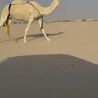 وضحا ضروبه كفو