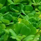 خس الماء نبات طافي