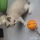 للبيع