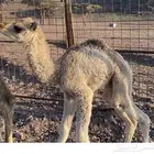 حوار للبيع اضيار