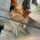 دجاج