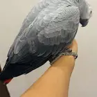 كاسكو سوبر جامبو  2