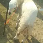 كبش للبيع العمر 6 اشهر