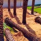 نخل مثمر للبيع بلجمله وتجزئه ونعمل في تكريبه وصيانته وتحويضه