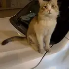 قط اليف للتبني