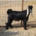 تيوس ذبايح.