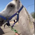 فرس  مهره  مشبيها على فحل طيب